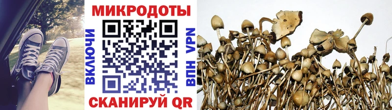 наркота  Нижняя Тура  Псилоцибиновые грибы Psilocybine cubensis 